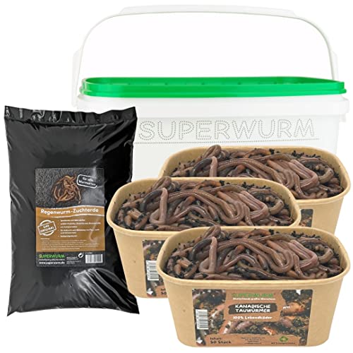 SUPERWURM Tauwurm-Set - 150 Stück Kanadische Tauwürmer im Set - inkl. 3 Coolpacks - 3 Liter Wurmerde - 6 Liter Wurmeimer - Styroporbox - Angelköder
