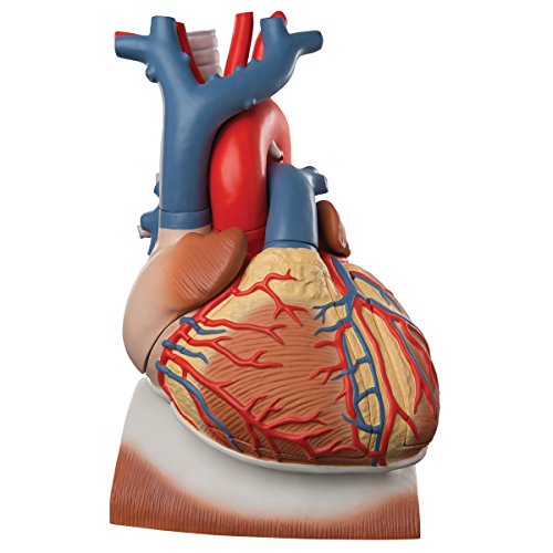 3B Scientific Menschliche Anatomie - Herz auf Zwerchfell, 3-fache Größe, 10-teilig + kostenloser Anatomiesoftware - 3B Smart Anatomy