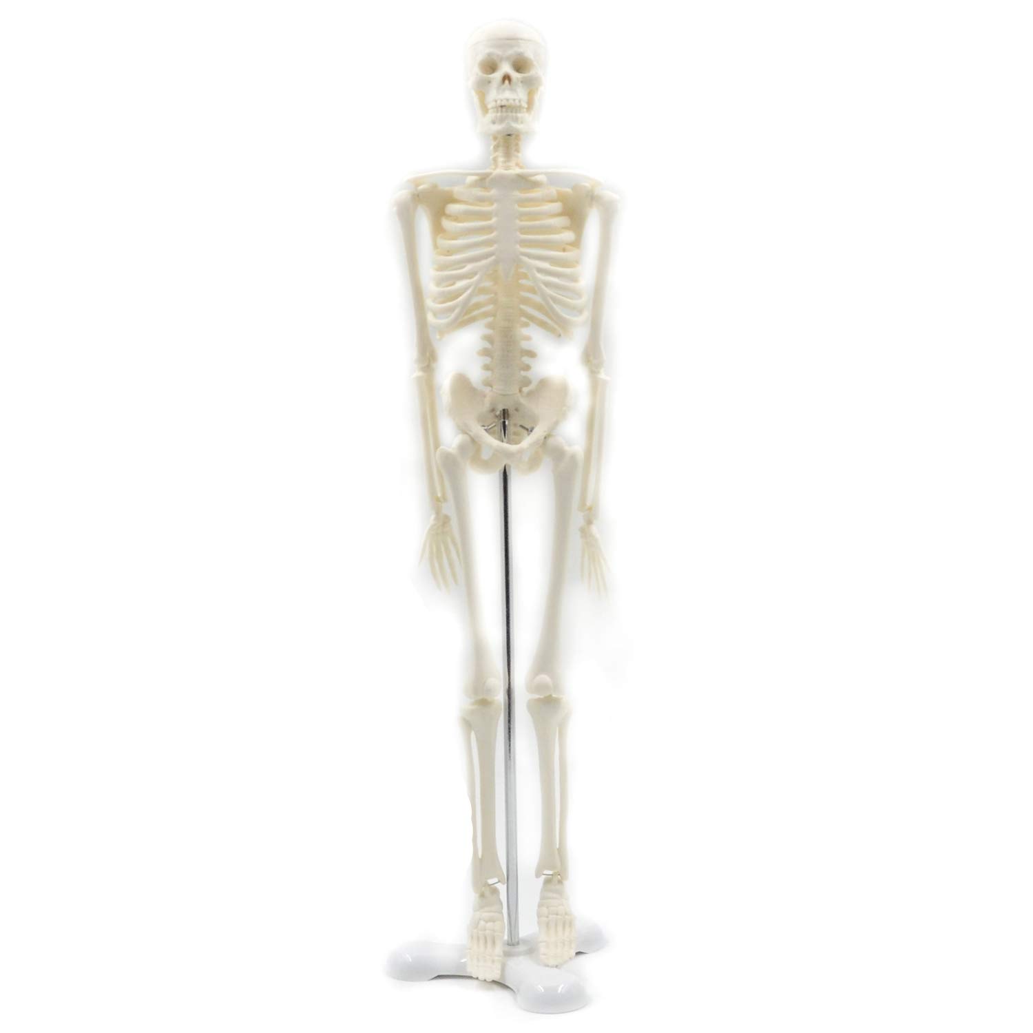 45 cm menschliche Anatomie Anatomie Modell Skelett Medizinisches Poster Learn Aid Anatomie Modell menschliches Skelett