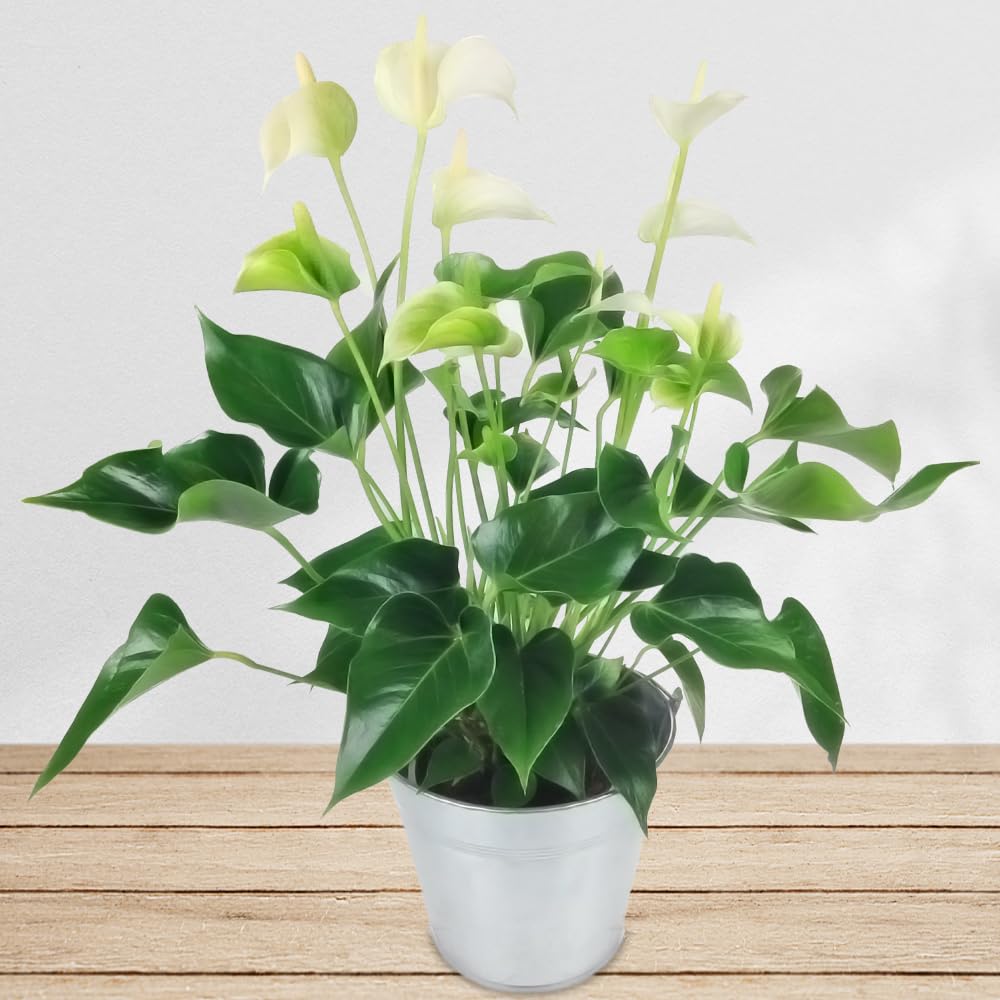 Weiße Anthurie inklusive Übertopf und Grußkarte # Pflanze # Zimmerpflanze # Büropflanze