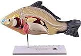 LBYLYH Labs Modell Präparation von Fisch, Anatomisches Modell des Tierfisch Abnehmbare Organe Anatomie in 3 Teilen, Hilfe Modell Tier Biologie zu unterrichten.