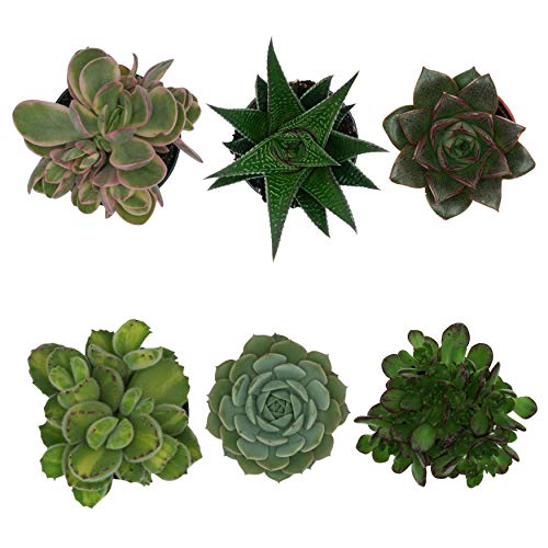 PASIORA Sukkulenten Mix im 6cm Topf, Verschiedene kleine Pflanzen, Pflegeleichte Zimmerpflanzen, lebende Pflanzen (6 Stück)
