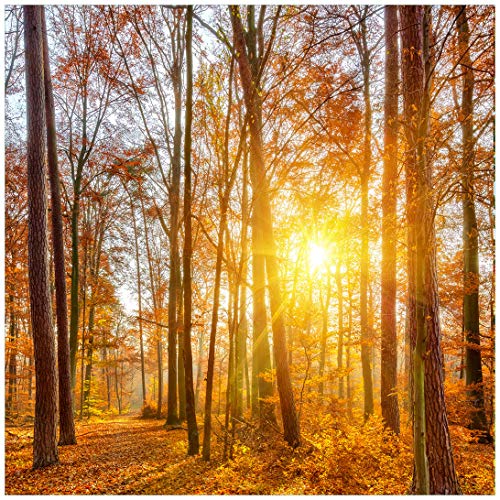 Wallario Glasbild Sonnenuntergang im herbstlichen Wald - 50 x 50 cm Wandbilder Glas in Premium-Qualität: Brillante Farben, freischwebende Optik
