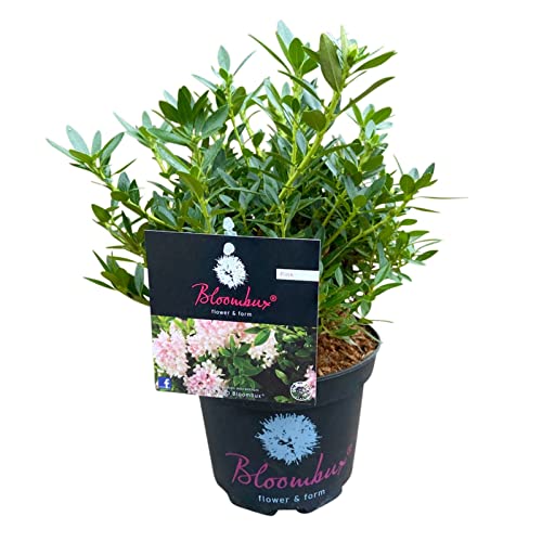 Pflanzen Kölle Rhododendron 'Bloombux'® Pink, 6er-Set, Höhe 20-25 cm, Topf 2 Liter