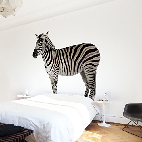 Apalis Vliestapete Dickes Zebra Fototapete Quadrat | Vlies Tapete Wandtapete Wandbild Foto 3D Fototapete für Schlafzimmer Wohnzimmer Küche | Größe: 336x336 cm, mehrfarbig, 97585