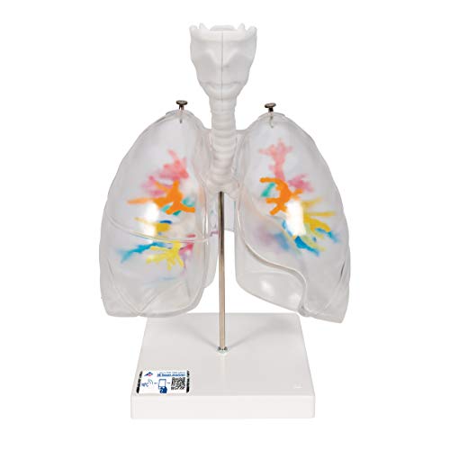 3B Scientific menschliche Anatomie - CT-Bronchialbaum mit Kehlkopf und transparenten Lungenflügeln - 3B Smart Anatomy