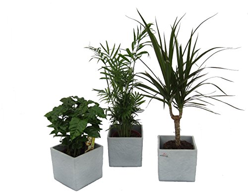 Dominik Blumen und Pflanzen, Pflanzen Africa Trio, Kaffee-Pflanze, Zimmerpalme und Dracena Marginata mit scheurich Würfel grau 3-er Set, mehrfarbig