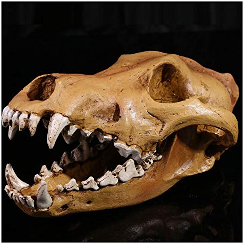 FHUILI Wolf-Schädel-Kopf-Modell - Harz-Material Wolf-Kopf-Modell - Replica Kopf Modell Tierisches Skelett Modell - Wolf-Schädel Tierschädel Figuren - für wissenschaftliches pädagogisches Spielzeug,A