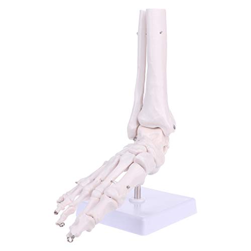Lebensgroßes Fuß Sprunggelenk Anatomisches Skelettmodell Ausstellungs Und Lernwerkzeug Lehrmodell Eines Harlet Davidson Fltc Evo Motors Von 1989