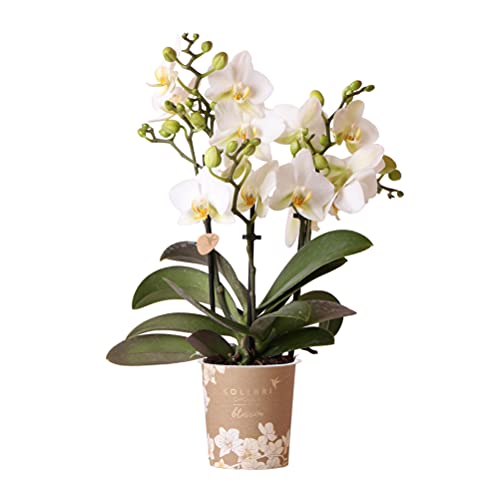 Kolibri Orchids | Weiße Phalaenopsis-Orchidee - Lausanne - Topfgröße Ø9cm | Blühende Zimmerpflanze - frisch vom Züchter