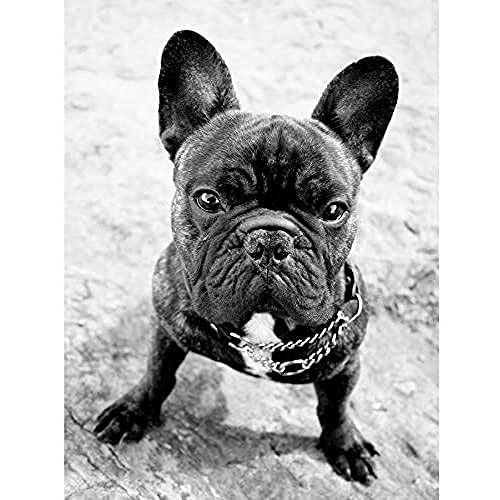 French Bulldog Dog Puppy Black White Photo Art Large Art Print Poster Wall Decor 18x24 inch