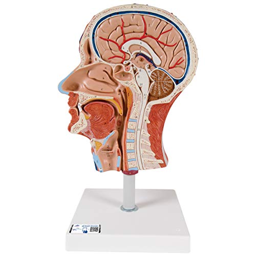 3B Scientific Menschliche Anatomie - Halber Kopf mit Muskulatur + kostenloser Anatomiesoftware - 3B Smart Anatomy