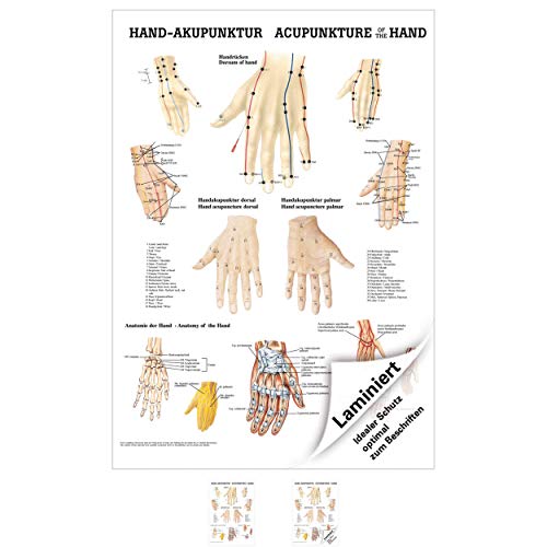 Hand-Akupunktur Poster Anatomie 70x50 cm medizinische Lehrmittel