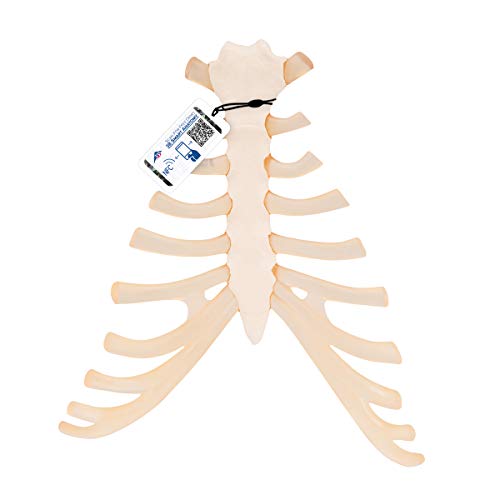 3B Scientific Menschliche Anatomie - Brustbeinmodell mit Rippenknorpel + kostenloser Anatomiesoftware - 3B Smart Anatomy