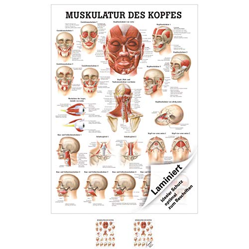Muskulatur des Kopfes Poster Anatomie 70x50 cm medizinische Lehrmittel