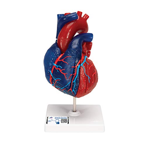 3B Scientific Menschliche Anatomie - Herzmodell in Lebensgröße, didaktisch gefärbt, mit magnetischen Verbindungen, 5-teilig - 3B Smart Anatomy