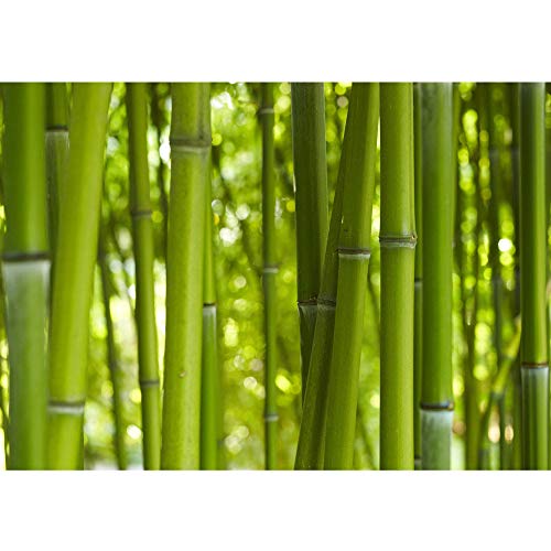Fototapete Wald - ALLE WALDMOTIVE auf einen Blick ! Vlies PREMIUM PLUS HiQ - OEKO-TEX Standard 100-400x280 cm - DREAM OF BAMBOO - Bambuswald Bambus Asien Asia Baum Bambusweg Grün - no. 071