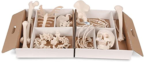 3B Scientific Menschliche Anatomie - Halbes Skelett, unmontiert + kostenloser Anatomiesoftware - 3B Smart Anatomy