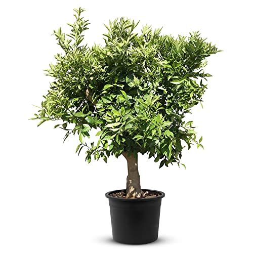 TropicTrees Orangenbaum (Citrus Sinensis) mit einer Höhe von 190 cm und einem Stammumfang von 20-30 cm | Orangen zur Saftherstellung, als Gewürzzutat und als Zierpflanze für den Innenbereich