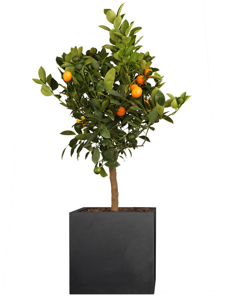 Orangenbaum (Citrus mitis) \"Calamondin\"" Stammh�he 45 cm"