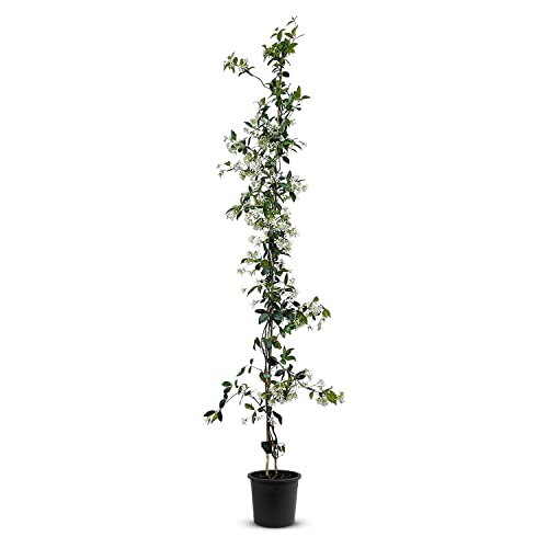 Trachelospermum Jasminoides - 140cm - Winterhart - Sternjasmin - toskanischer Jasmin -Weiß - A+ | 1 pcs