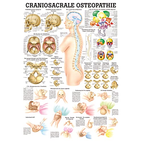 Sport-Tec Craniosacrale Osteopathie Lehrtafel Anatomie 100x70 cm medizinische Lehrmittel
