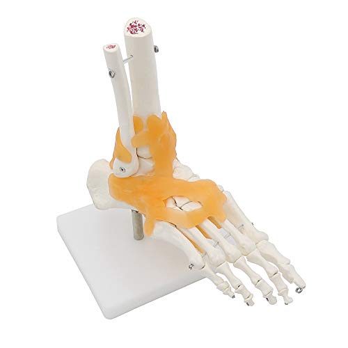 Menschliches Maßstab 1:1 Skelett Ligament Fußgelenk Anatomi Kal Anatomie Medizinisches Modell menschliche Statuen Skulpturen Hohe Qualität