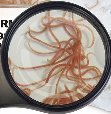 SAHAWA Glanzwürmer 10 x 90 ml frisches gekühltes Lebendfutter schneller Versand