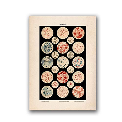 ZMFBHFBH Vintage Dekor Mikrobiologie Bakterien Mikrobe Kunstdruck Alte Medizin Poster Wissenschaft Wandkunst Leinwand Gemälde Bild 50x70cm (19,7x27,6 Zoll)   Mit Rahmen