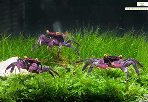 NatureHolic Vampirkrabbe ''Red Cranaval'' - Attraktive und Pflegeleichte Landkrabbe aus Indonesien für das Feuchtterrarium