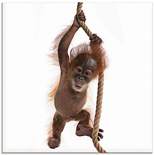 Artland Qualitätsbilder I Glasbilder Deko Glas Bilder 30 x 30 cm Tiere Wildtiere Affe Foto Weiß A5TR Baby Sumatra Orang Utan hängt an einem Seil
