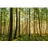 papermoon Vlies- Fototapete Digitaldruck 350 x 260 cm Forest