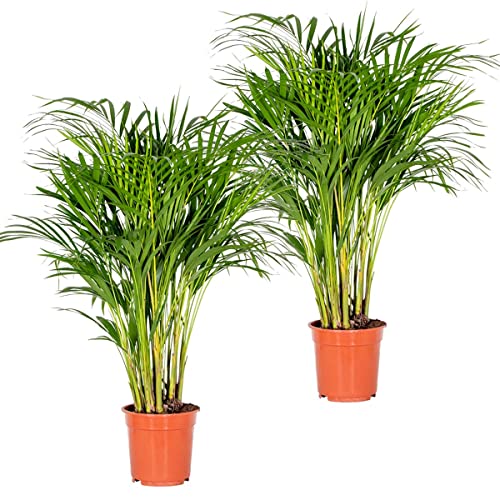 Dypsis | Areca-Palme pro 2 Stück - Zimmerpflanze im Aufzuchttopf cm19 cm - 90-100 cm