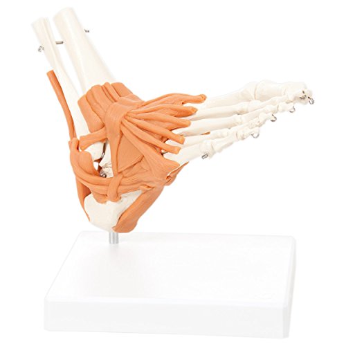 Fußskelett mit Bändern und Unterschenkelansatz, Anatomie Modell, Medizin