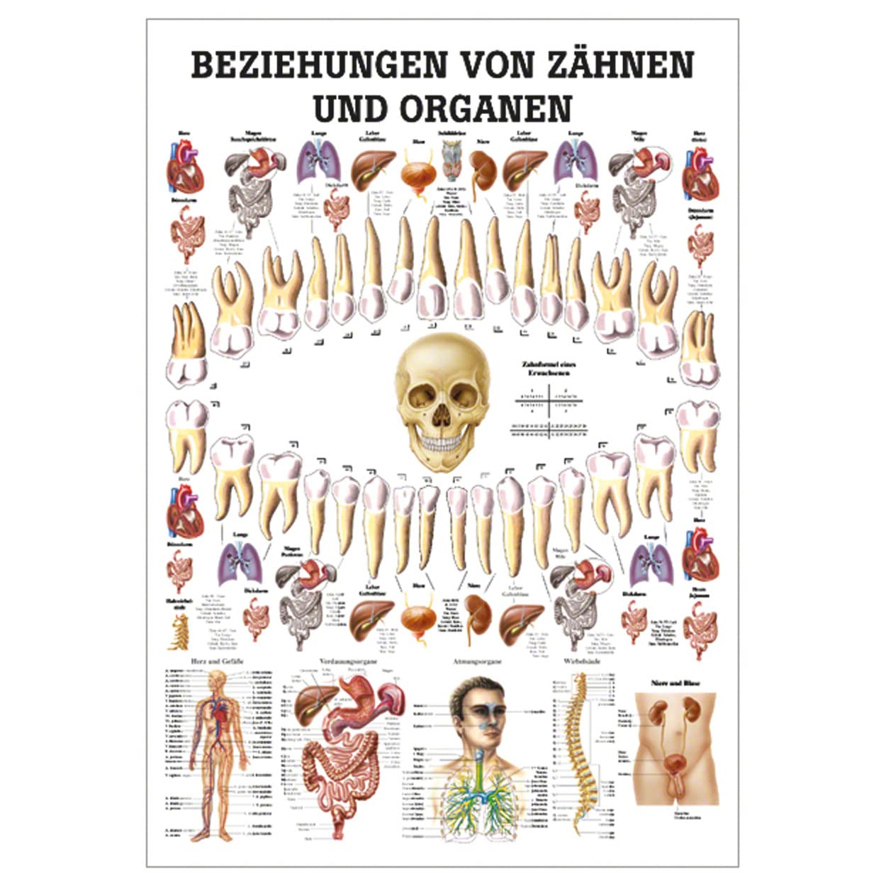 Sport-Tec Beziehungen von Zähnen und Organen Lehrtafel Anatomie 100x70 cm med. Lehrmittel