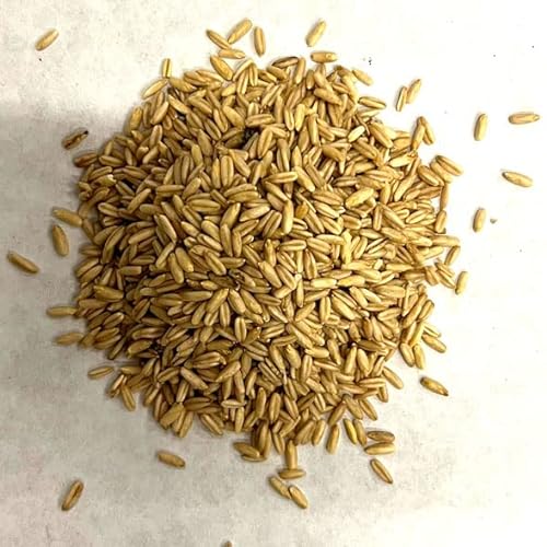 Bio-Nackthafer 25 kg Landixx Gut Fahrenbach Schälhafer ganzes Korn - aus kontrolliert ökologischer Landwirtschaft