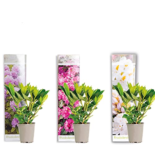 3x Rhododendron Mix – Rhododendron – Strauch – Immergrün – ⌀09 cm - 15-20 cm