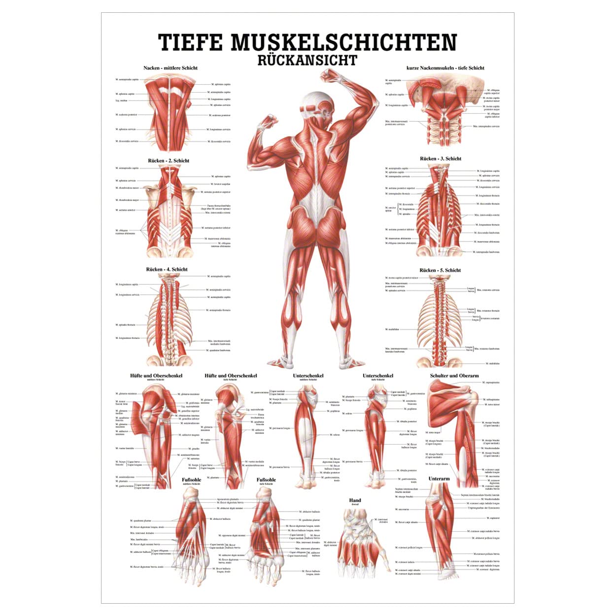 Rüdiger Tiefe Muskelschichten-Rücken Lehrtafel Anatomie 100x70cm medizinische Lehrmittel