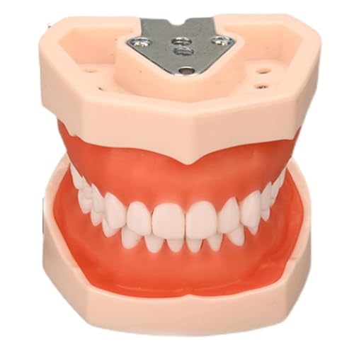 RAYACO Zahnmodell Herausnehmbar, Zahnmodell für Zahnarzt Demonstration Lehr, Zahnmaterial aus Harz, Medizinische Schulungswerkzeug mit 28/32 Zähne, 11 * 8 * 8cm (Size : 28 Pieces Teeth)