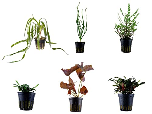 Tropica Exclusives Set mit 6 Topf Pflanzen Aquariumpflanzenset Nr.38 Wasserpflanzen Aquarium Aquariumpflanzen