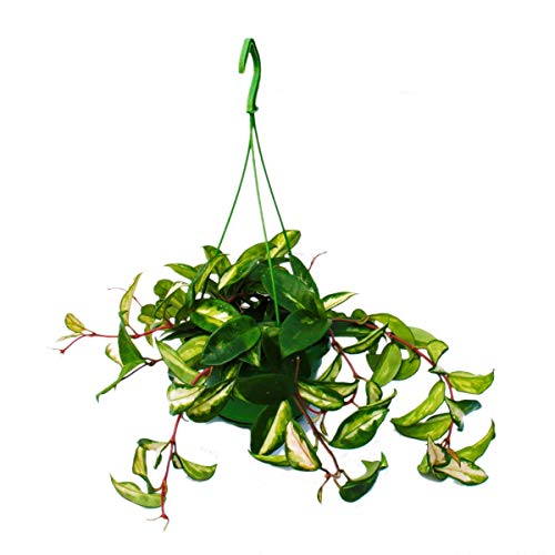 Exotenherz - Zimmerpflanze zum Hängen - Hoya carnosa rubra - Porzellanblume - Wachsblume 14cm Ampel