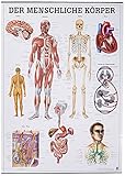 Der menschliche Körper. 70x100 cm