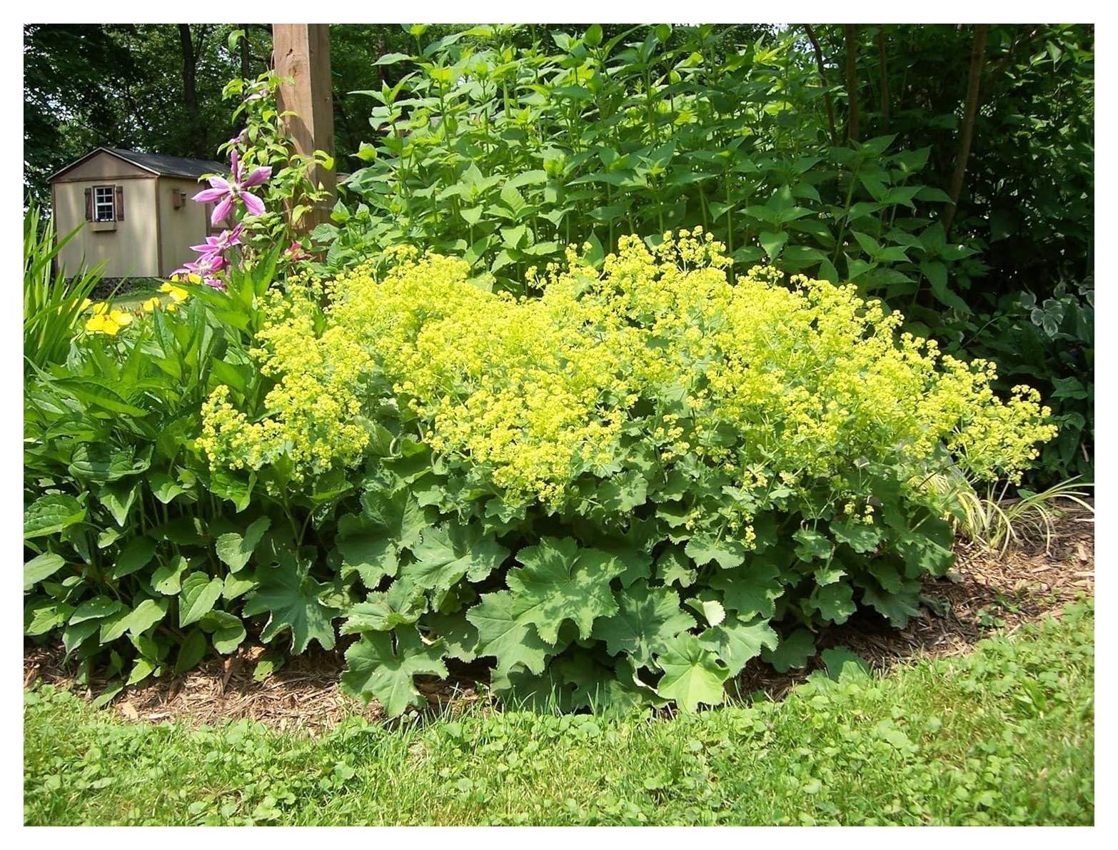 10 x Alchemilla mollis (Winterhart/Stauden/Staude/Mehrjährig/Bodendecker) Weicher Großer Frauenmantel - Sehr Insekten und Bienenfreundlich - absolut Pflegeleicht - von Stauden Gänge