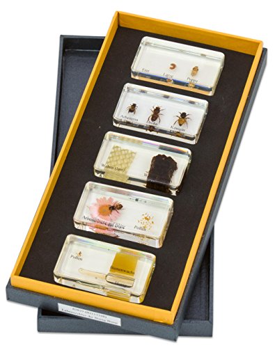 Betzold Lebenszyklus Honigbiene, mit den Entwicklungsstadien, spannend und schön dargestellt, inkl. 5 unzerbrechlichen Kunstglasblöcken in Stabiler Aufbewahrungsbox