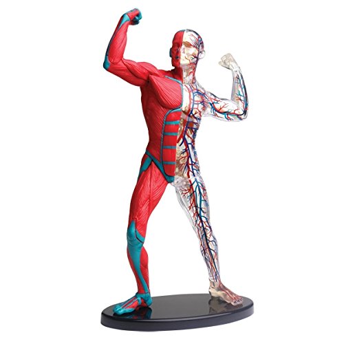 Anatomisches 19 cm Modell mit Muskeln, Knochen und Blutbahnen 38teiliger Bausatz