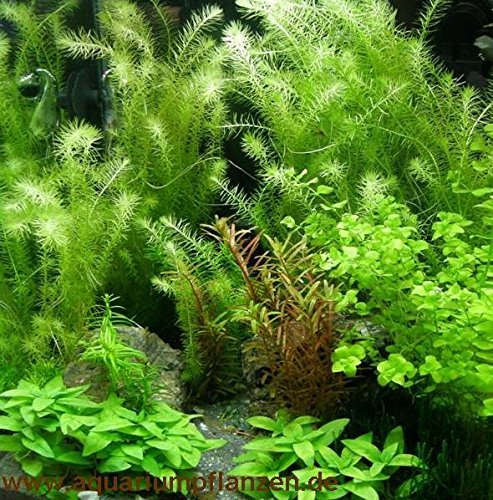 Mühlan - 4 Bund Aquarienvordergrund + 4 Töpfe Aquariumpflanzen für Mitte + 4 Bund Aquarienhintergrund + Wasserpflanzen Dünger