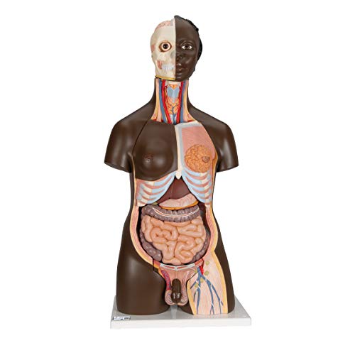 3B Scientific B37 afrikanisches Deluxe-Torso-Modell, in Luxus-Ausführung, zweigeschlechtlich, 24-teilig + kostenlose Anatomie App - 3B Smart Anatomy