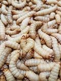 Zoo-Papp Bienenmaden lebend XXL 500 Stück Wachsmaden Lebendfutter Reptilien | lebende Maden zum Angeln | Futtertiere lebend Maden Angeln lebend Maden lebend Wachsmottenlarven lebend