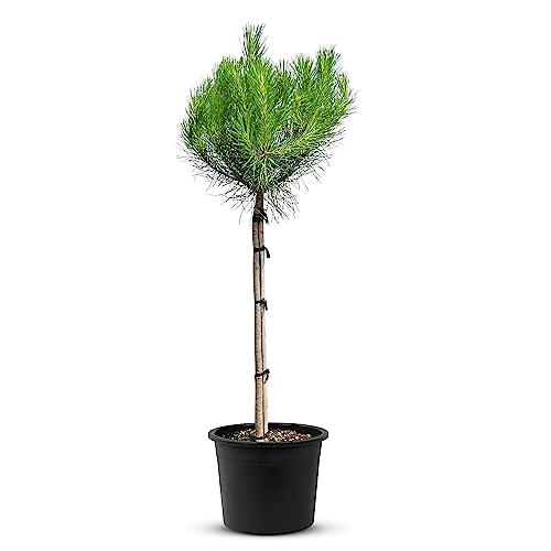 TROPICTREES Pinus Pinea Tree mit einer Höhe von 160 cm | Winterharte Kiefer mit Gewicht von 40 kg | Machen Sie diese Kiefer zu einem majestätischen Herzstück Ihrer Landschaft!