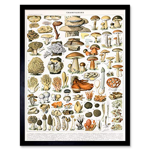 Millot Encyclopedia Page Mushrooms Variety Art Print Framed Poster Wall Decor 12x16 inch Seite Wand Deko